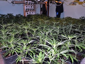 Zlikwidowana plantacja marihuany