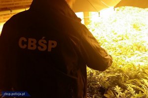 Zlikwidowana międzynarodowa zorganizowana grupa przestępcza przemycająca marihuanę w transportach warzyw