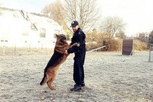 Toro na zasłużonej emeryturze – policyjny pies zamieszka ze swoim przewodnikiem