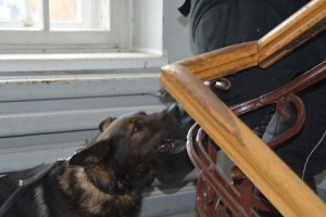 Szkolenie przewodników psów służbowych w Białymstoku