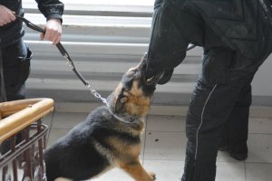 Szkolenie przewodników psów służbowych w Białymstoku