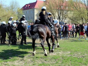 Certyfikacja koni przeznaczonych do służby w policji
