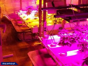 Hydroponiczna plantacja marihuany z nowatorskim oświetleniem LED zlikwidowana przez opolski CBŚP