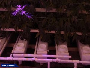 Hydroponiczna plantacja marihuany z nowatorskim oświetleniem LED zlikwidowana przez opolski CBŚP