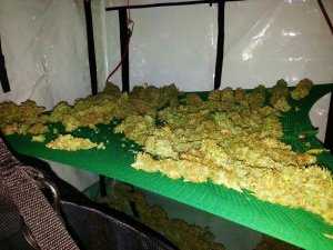 Policjanci zlikwidowali domową plantację marihuany