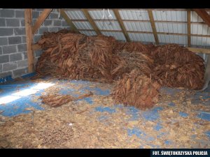 Zabezpieczona ponad tona suszonych liści tytoniu