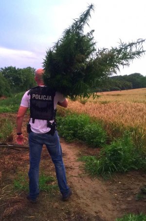 policjant zabezpiecza krzaki konopi