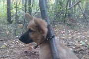 pies przywiązany do drzewa w lesie