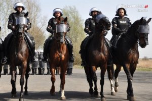 policjanci na koniach podczas ćwiczeń