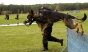 psy policyjne podczas szkolenia