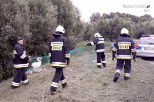 policjanci ze strażakami pomagają łabędziom