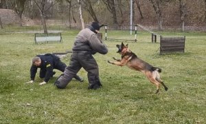 Policyjny pies ćwiczy atak na osobę zagrażającą życiu policjanta