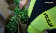 Policjanci z Częstochowy przejęli ponad 5 kg marihuany