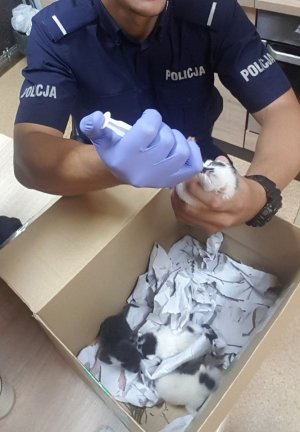 Policjanci zaopiekowali się czterema kociakami porzuconymi przez właściciela