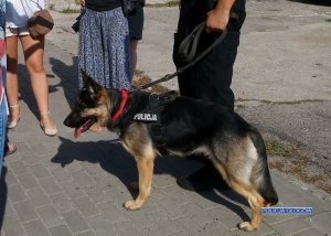Głogowscy policjanci otrzymali psa służbowego do wykrywania narkotyków