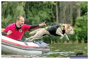 Pies skaczący do wody z pontonu