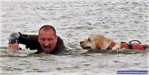 Pies i ratownik w wodzie
