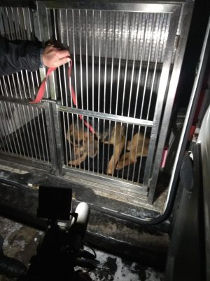 dzielnicowy wraz ze strażakami uratowali uwięzionego na wysepce psa