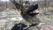policyjny pies na służbie