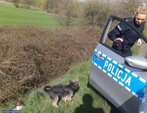 policjantka przy radiowozie, na poboczu w trawie dwa psy