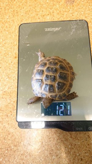 żółw na wadze elektronicznej