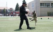 policjant z psem podczas pokazu tresury