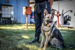 pies policyjny z policjantem przewodnikiem