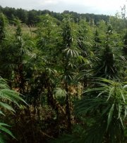 plantacja marihuany