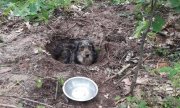 pies częściowo zakopany w ziemi