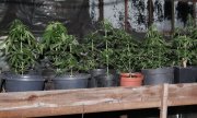 krzewy marihuany znalezione w domu mężczyzny