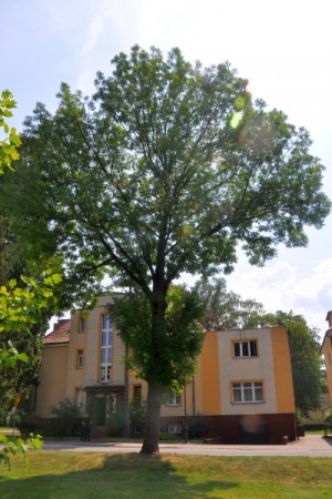Drzewo przed Wydziałem Teleinformatyki.