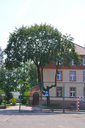 Drzewo przed budynkiem Wydziału Finansów.