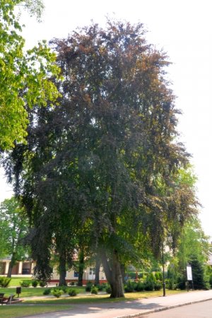 Drzewa przy głównej ulicy Szkoły Policji.