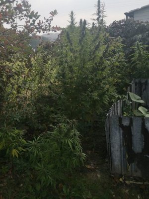 krzewy marihuany znalezione u zatrzymanych w ogrodzie.