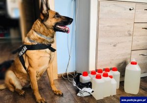 pies policyjny który znalazł narkotyki oraz płyn GBL