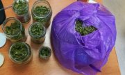 Zielony susz roślinny - marihuana zabezpieczona przez policjantów, znajdująca się w słoikach i fioletowym worku