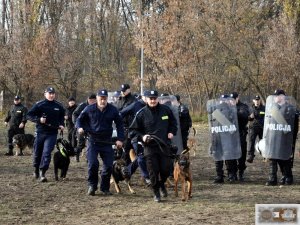 policjanci z psami służbowymi w trakcie ćwiczeń