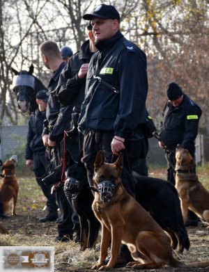 policjanci z psami służbowmi