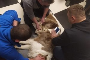 Uczestnicy zajęć prowadzą badanie urazowe psa.
