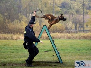 podczas szkolenia psów policyjnych przewodnik z psem ćwiczy w terenie