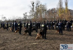podczas szkolenia psów policyjnych przewodnicy z psami ćwiczą w terenie