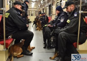 podczas szkolenia psów policyjnych przewodnicy z psami jadą w metrze