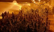 Zabezpieczone krzewy marihuany