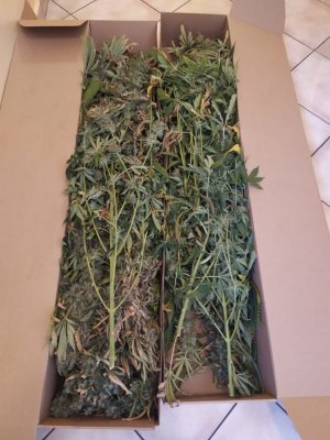 zabezpieczone rośliny konopi indyjskich w kartonie