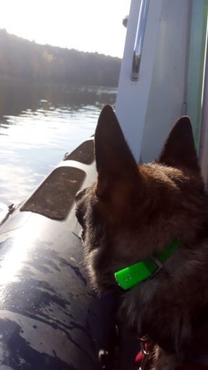 pies Rysiek na łodzi