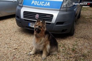 Pies Policyjny Kora