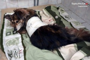zraniony pies przebywający w schronisku