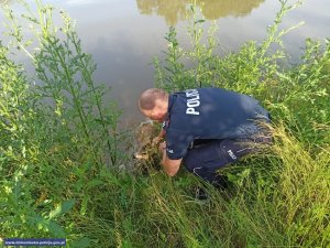 Policjant wyciąga koziołka z wody