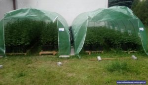 namioty z aparaturą do  uprawy konopii