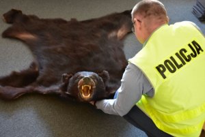 policjant i zabezpieczona skóra niedźwiedzia